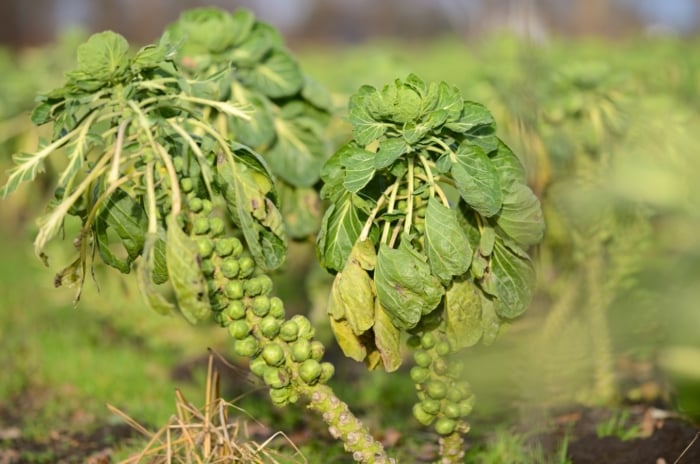 Brussels sprouts plants stand in a field with tall, sturdy stems lined with clustered green sprouts and topped by large, broad leaves against a blurred background.