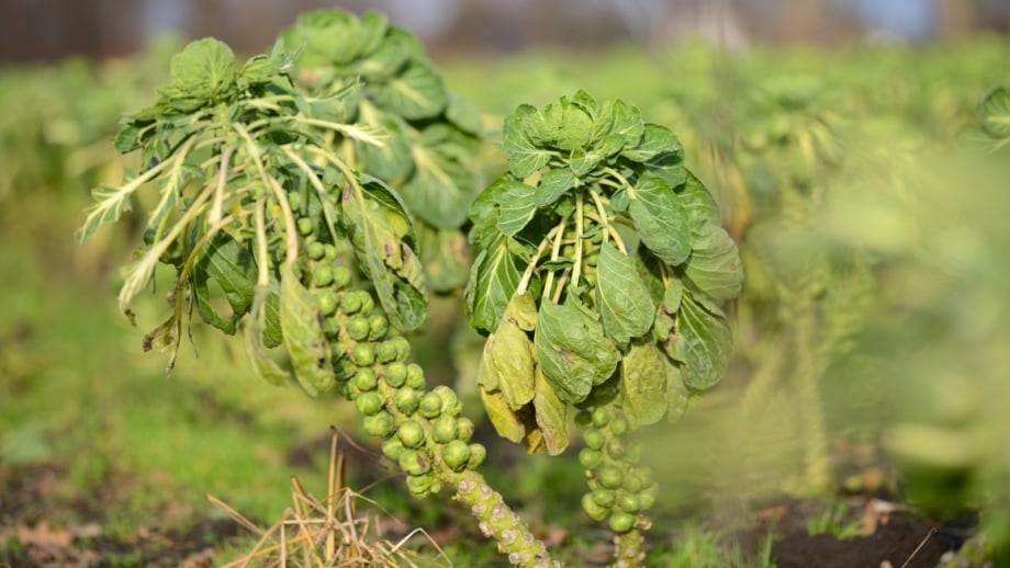 Brussels sprouts plants stand in a field with tall, sturdy stems lined with clustered green sprouts and topped by large, broad leaves against a blurred background.