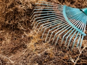 A garden rake spreads dry grass evenly over the soil surface, using a no-til method to build soil naturally.