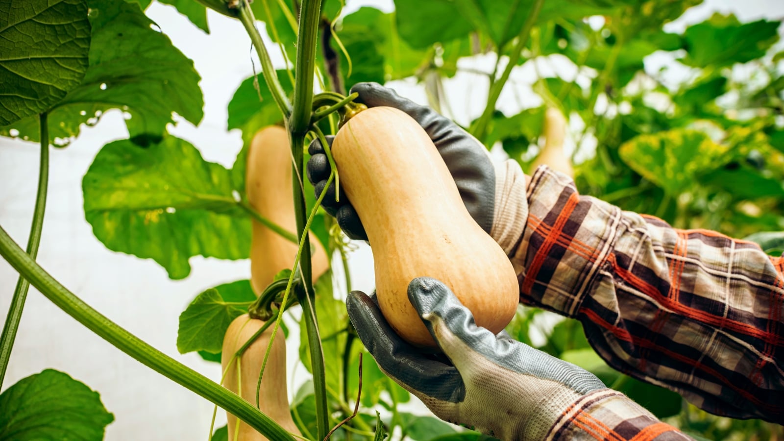 A gardener wearing gloves gently presses a butternut squash hanging from sturdy green stems in a greenhouse to check its firmness.