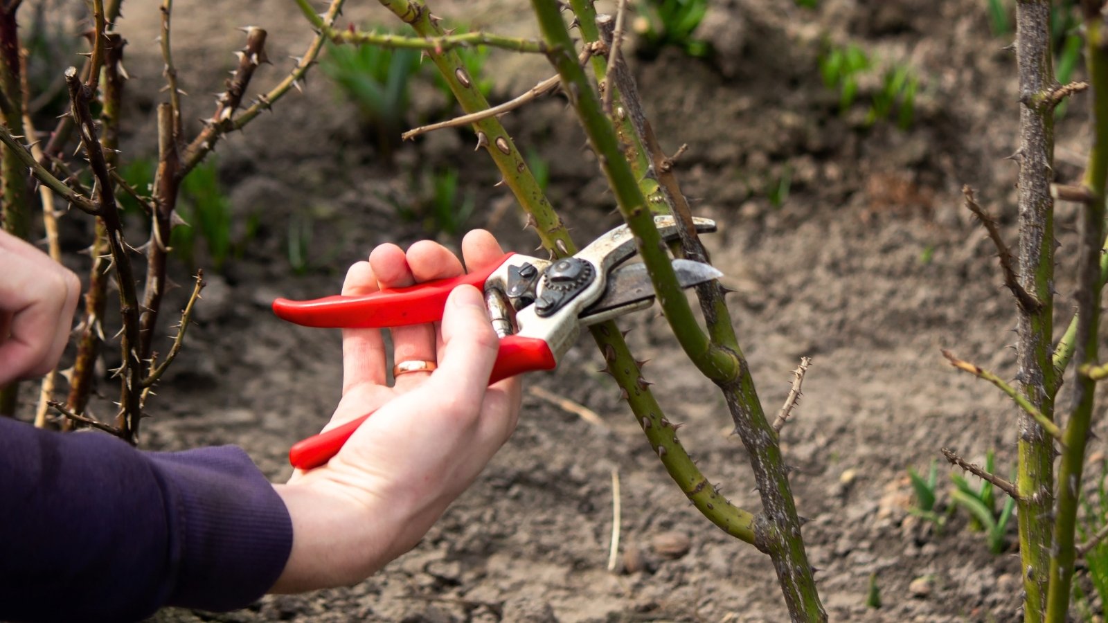 A female gardener with red bypass pruners trims damaged rose stems covered with small sharp thorns in the autumn garden.