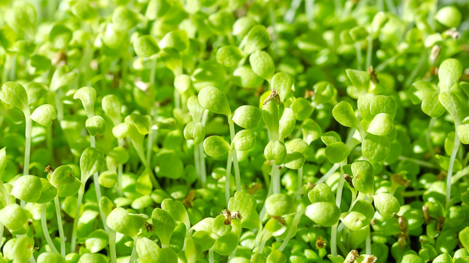 Dense clusters of microgreens with tender, upright pale-green stems and tiny, lightly ruffled green leaves filling the tray.
