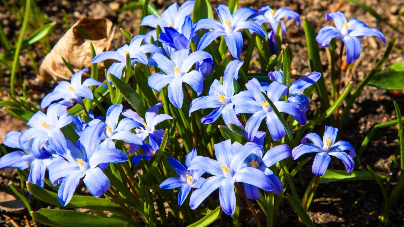 A cluster of small, star-shaped flowers with six brilliant blue-violet petals and a white center, blooming atop slender green stems.