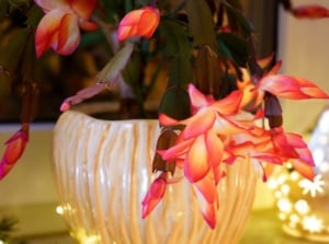 Christmas cactus potting mix placed in a white pot near a window with Christmas lights surrounding the plant making it look lovely with delicate blooms