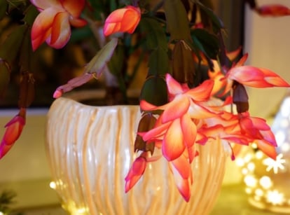 Christmas cactus potting mix placed in a white pot near a window with Christmas lights surrounding the plant making it look lovely with delicate blooms