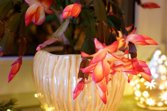 Christmas cactus potting mix placed in a white pot near a window with Christmas lights surrounding the plant making it look lovely with delicate blooms
