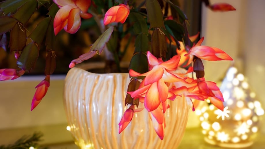 Christmas cactus potting mix placed in a white pot near a window with Christmas lights surrounding the plant making it look lovely with delicate blooms