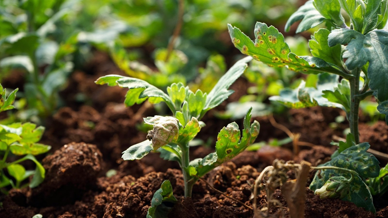 Young seedlings have small, bright green leaves that are curled and distorted, covered with powdery white pustules and yellowing patches, showing clear signs of fungal infection.