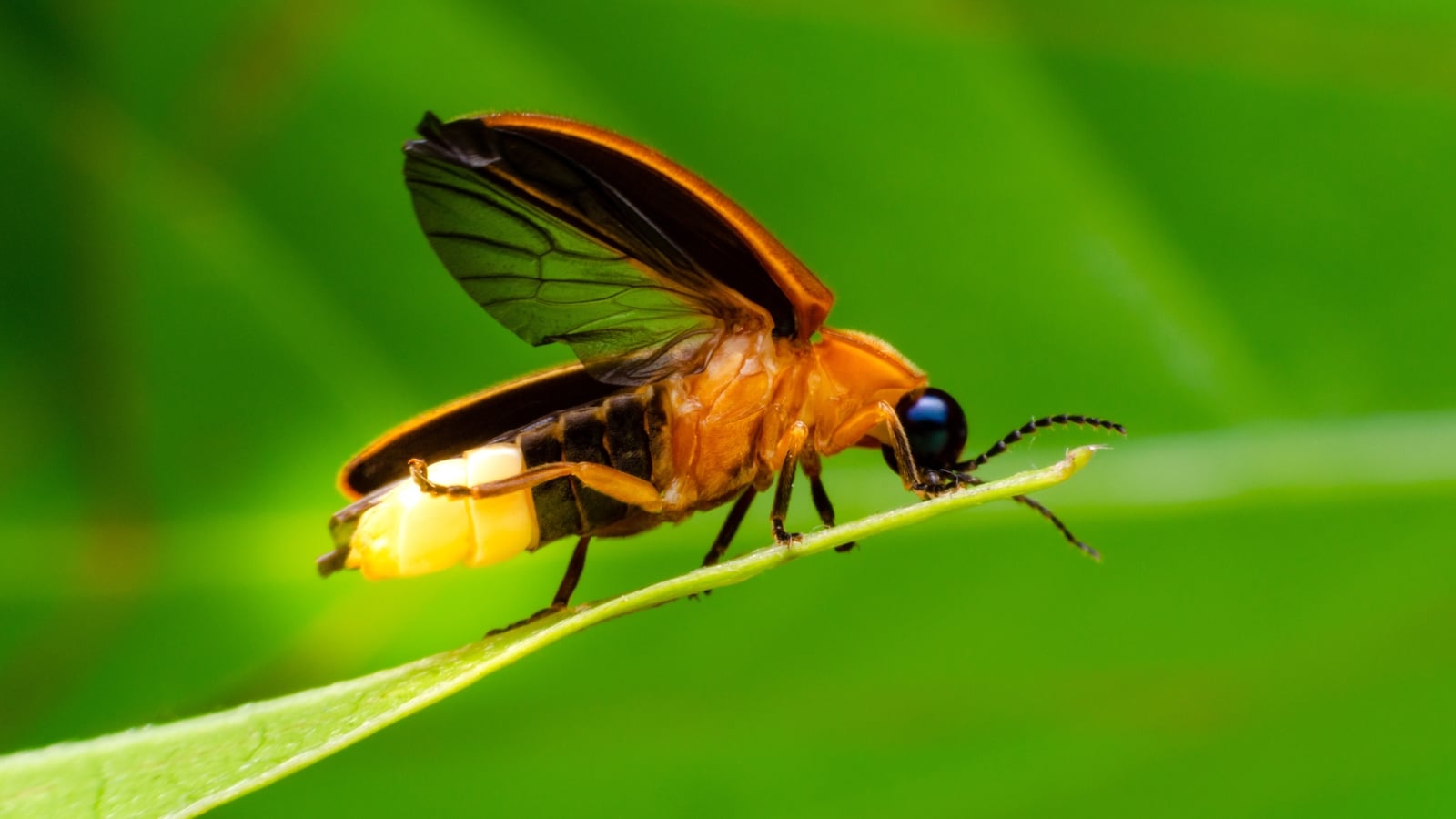A close-up of a firefly on a vibrant green leaf, showing its small, dark head, translucent wings, and glowing abdomen emitting a soft, golden light.