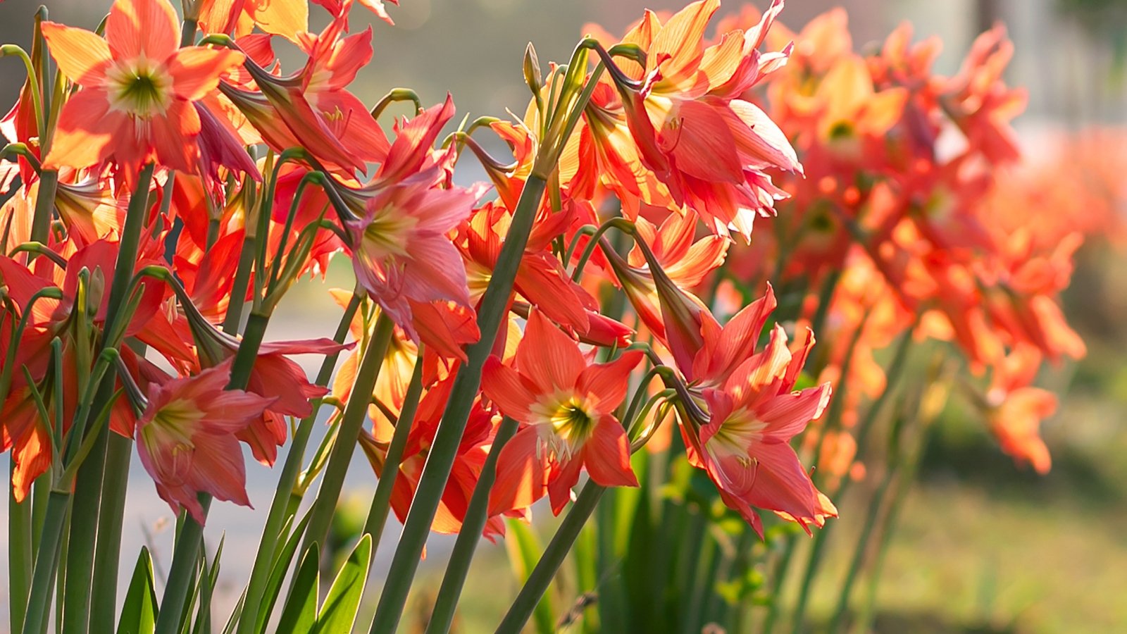 Dense clusters of red amaryllis flowers rise on sturdy stems above long, strap-shaped green leaves, blooming vibrantly in a sunny summer garden.