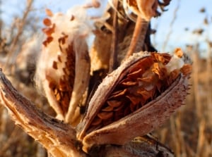 A dry, open seed pod reveals brown seeds with white fluff against an autumn field and blue sky, ideal for collecting native plant seeds.