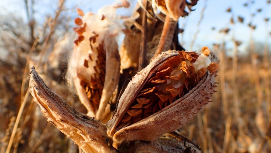 A dry, open seed pod reveals brown seeds with white fluff against an autumn field and blue sky, ideal for collecting native plant seeds.