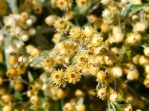 A cluster of small, native, straw-colored dried flower seed pods, ready to be collected in November.