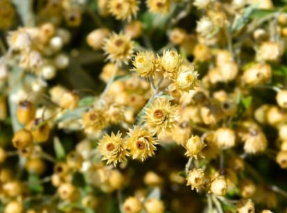 A cluster of small, native, straw-colored dried flower seed pods, ready to be collected in November.