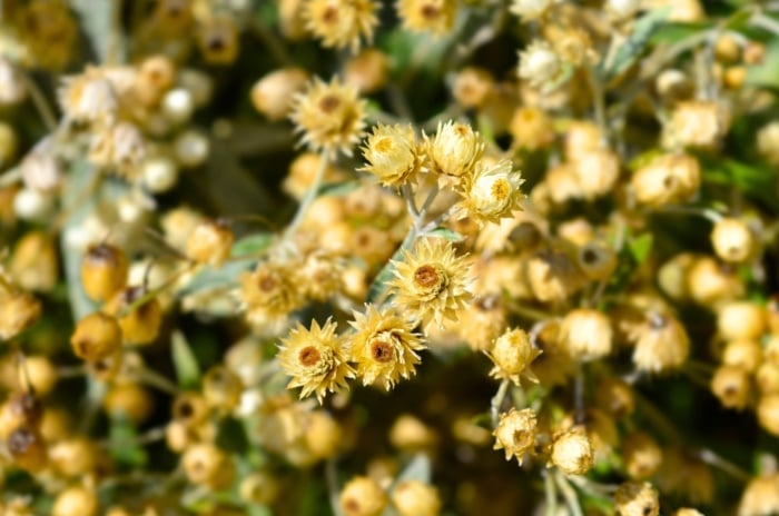A cluster of small, native, straw-colored dried flower seed pods, ready to be collected in November.