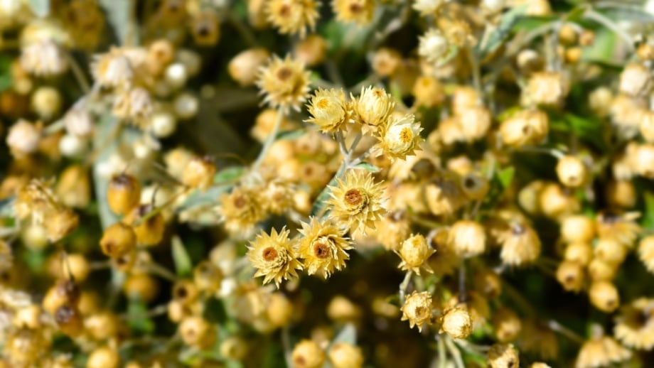 A cluster of small, native, straw-colored dried flower seed pods, ready to be collected in November.