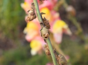 A vertical snapdragon stem with dried seedpods is shown close up against soft pink blooms, ideal for collecting snapdragon seeds.