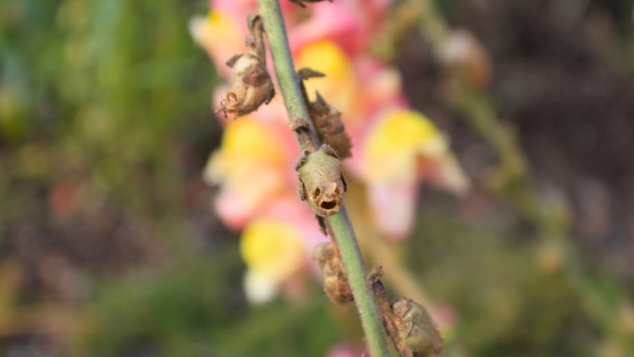 A vertical snapdragon stem with dried seedpods is shown close up against soft pink blooms, ideal for collecting snapdragon seeds.