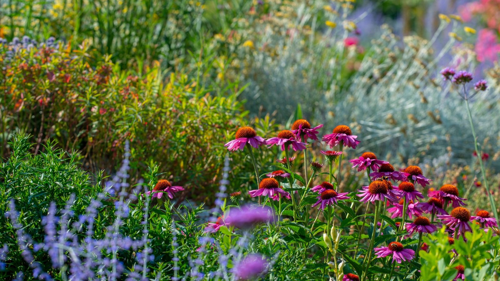Close-up view of blooming coneflowers in a native garden, showing vibrant pink petals radiating around raised orange-brown cone-shaped centers with lush green foliage in the background.