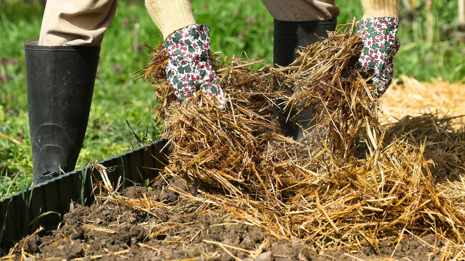 A woman wearing white floral gloves and high boots spreads straw mulch over newly planted spring-flowering bulbs in a garden bed.