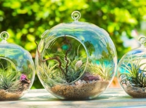 Three cozy fall terrariums in round glass vessels display air plants nestled among pebbles and natural accents, creating a warm seasonal decoration.