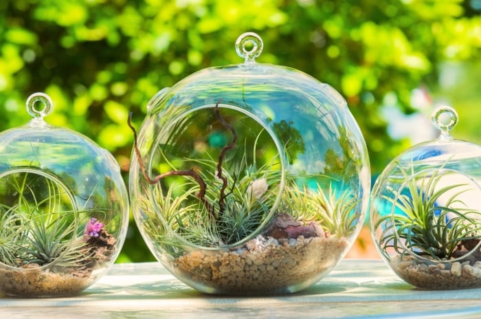 Three cozy fall terrariums in round glass vessels display air plants nestled among pebbles and natural accents, creating a warm seasonal decoration.