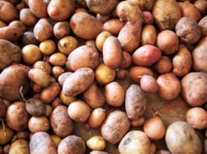 Potatoes with rough, earthy skins and varied shapes are spread in a single layer on a cloth, left to cure and dry for long-term storage.