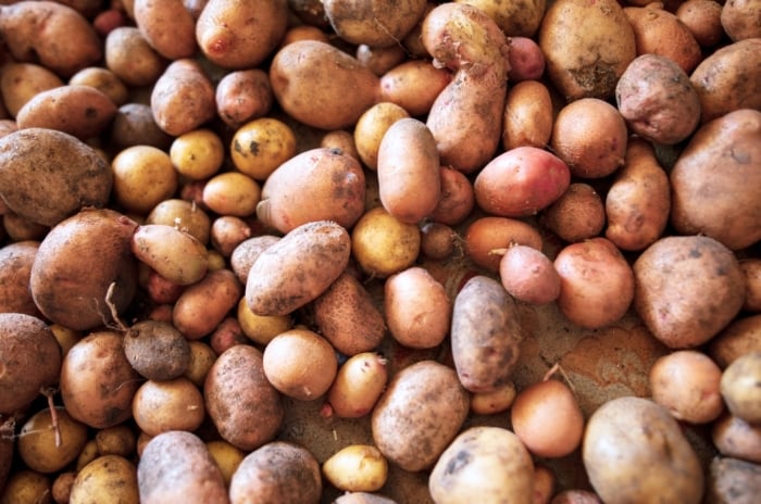 Potatoes with rough, earthy skins and varied shapes are spread in a single layer on a cloth, left to cure and dry for long-term storage.