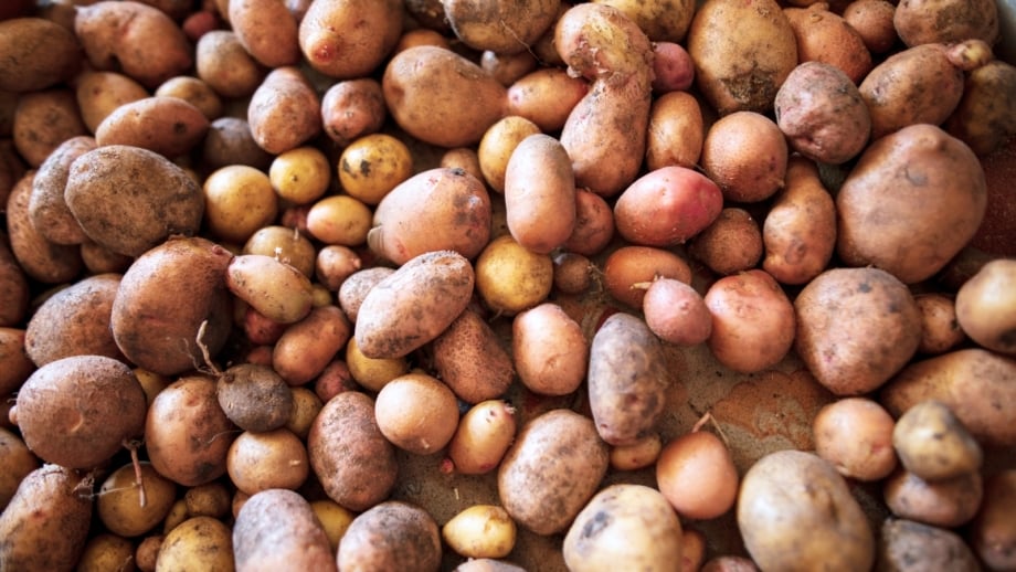 Potatoes with rough, earthy skins and varied shapes are spread in a single layer on a cloth, left to cure and dry for long-term storage.