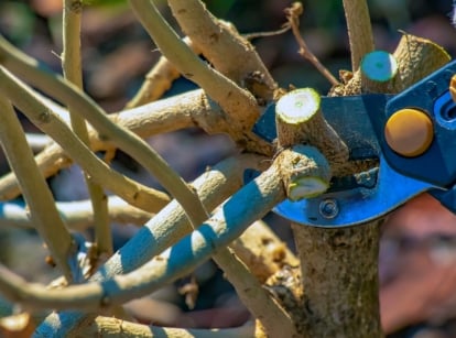 A gloved hand uses pruning shears to cut back hardy hibiscus branches, removing bare stems in preparation for new growth.