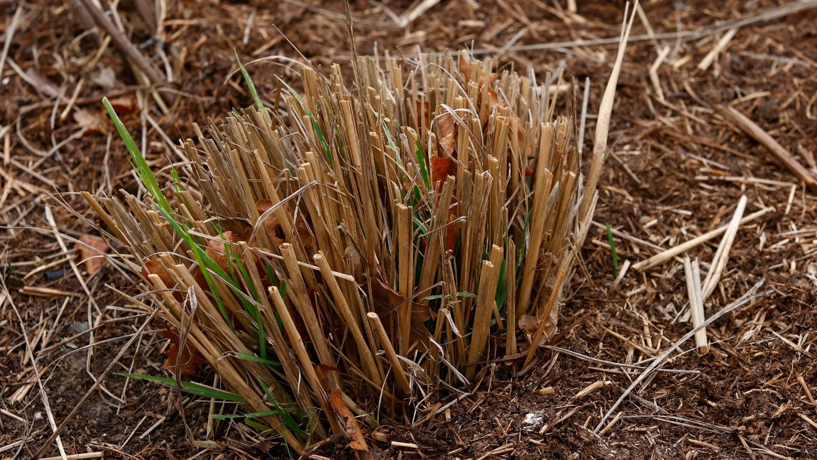 A bunch of cut-back ornamental grass is surrounded by a protective mulch of straw and branches, helping it survive and grow through the winter in the garden.