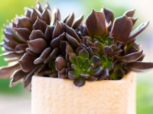 A dark moody succulent with tight rosettes of pointed, nearly black fleshy leaves grows compactly in a small white ceramic pot.