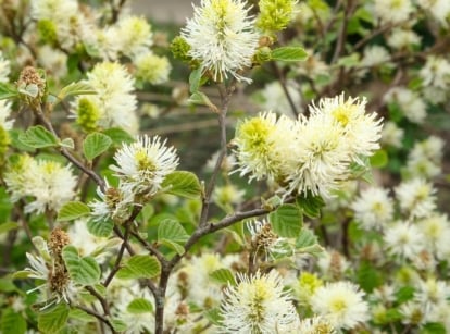 The tall deciduous hedge trees display dense clusters of fragrant, creamy-white flowers along their branches in full bloom.