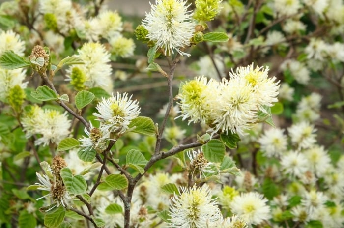 The tall deciduous hedge trees display dense clusters of fragrant, creamy-white flowers along their branches in full bloom.