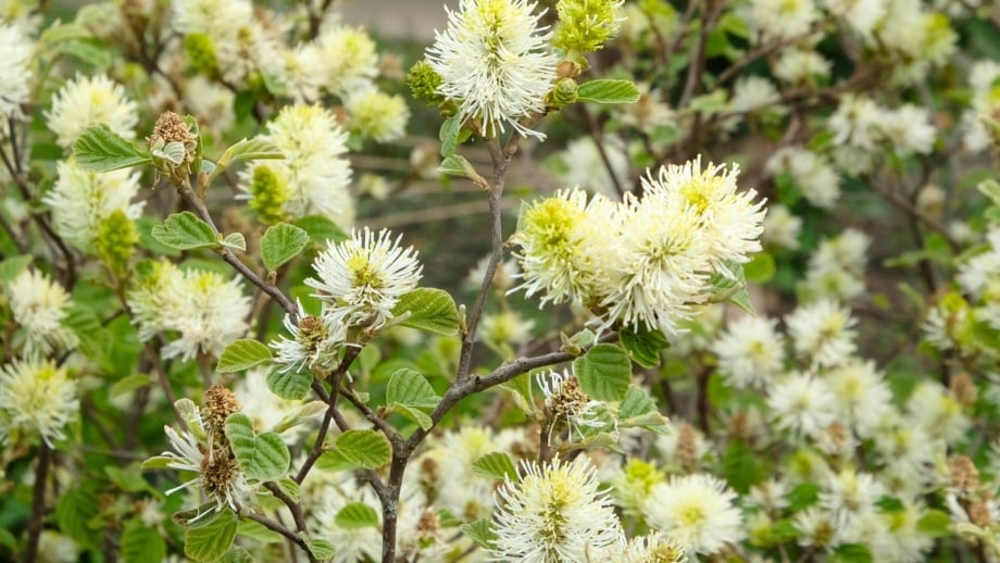 The tall deciduous hedge trees display dense clusters of fragrant, creamy-white flowers along their branches in full bloom.