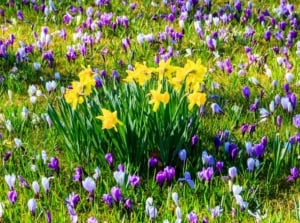 A dense field of deer resistant bulbs with yellow trumpet-shaped flowers mixed with purple and white cup-shaped blooms among green blades.