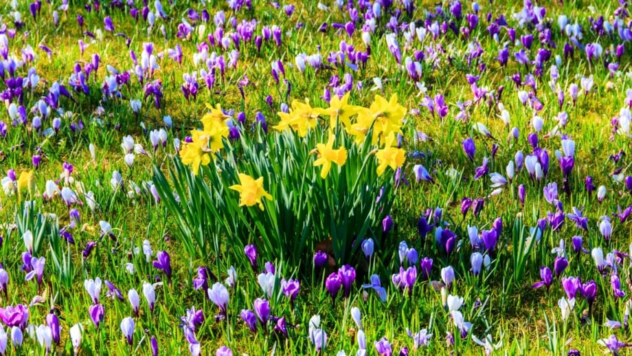 A dense field of deer resistant bulbs with yellow trumpet-shaped flowers mixed with purple and white cup-shaped blooms among green blades.