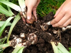 Women’s hands are dividing overcrowded amaryllis bulbs, showing their large, layered white bases with roots attached and long strap-like green leaves emerging from the tops.