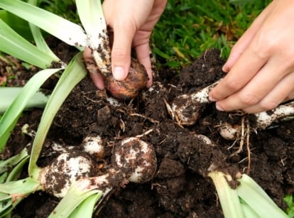 Women’s hands are dividing overcrowded amaryllis bulbs, showing their large, layered white bases with roots attached and long strap-like green leaves emerging from the tops.