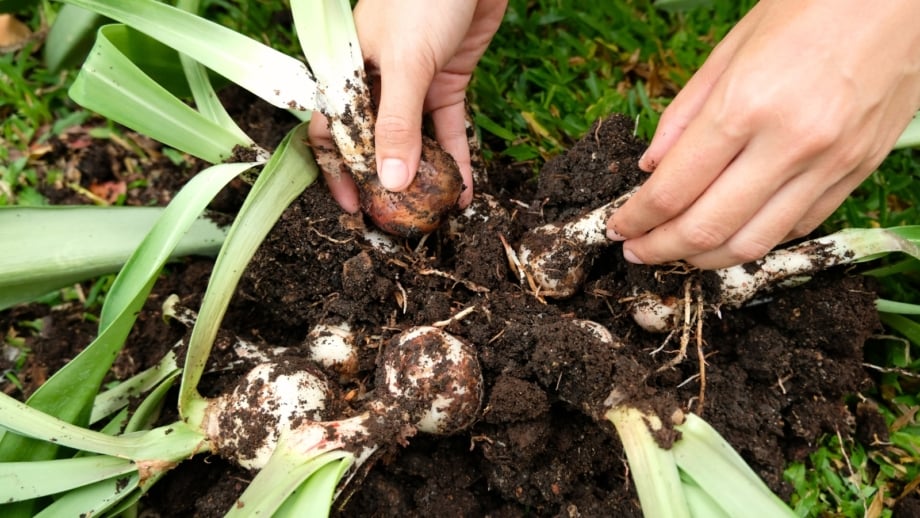Women’s hands are dividing overcrowded amaryllis bulbs, showing their large, layered white bases with roots attached and long strap-like green leaves emerging from the tops.