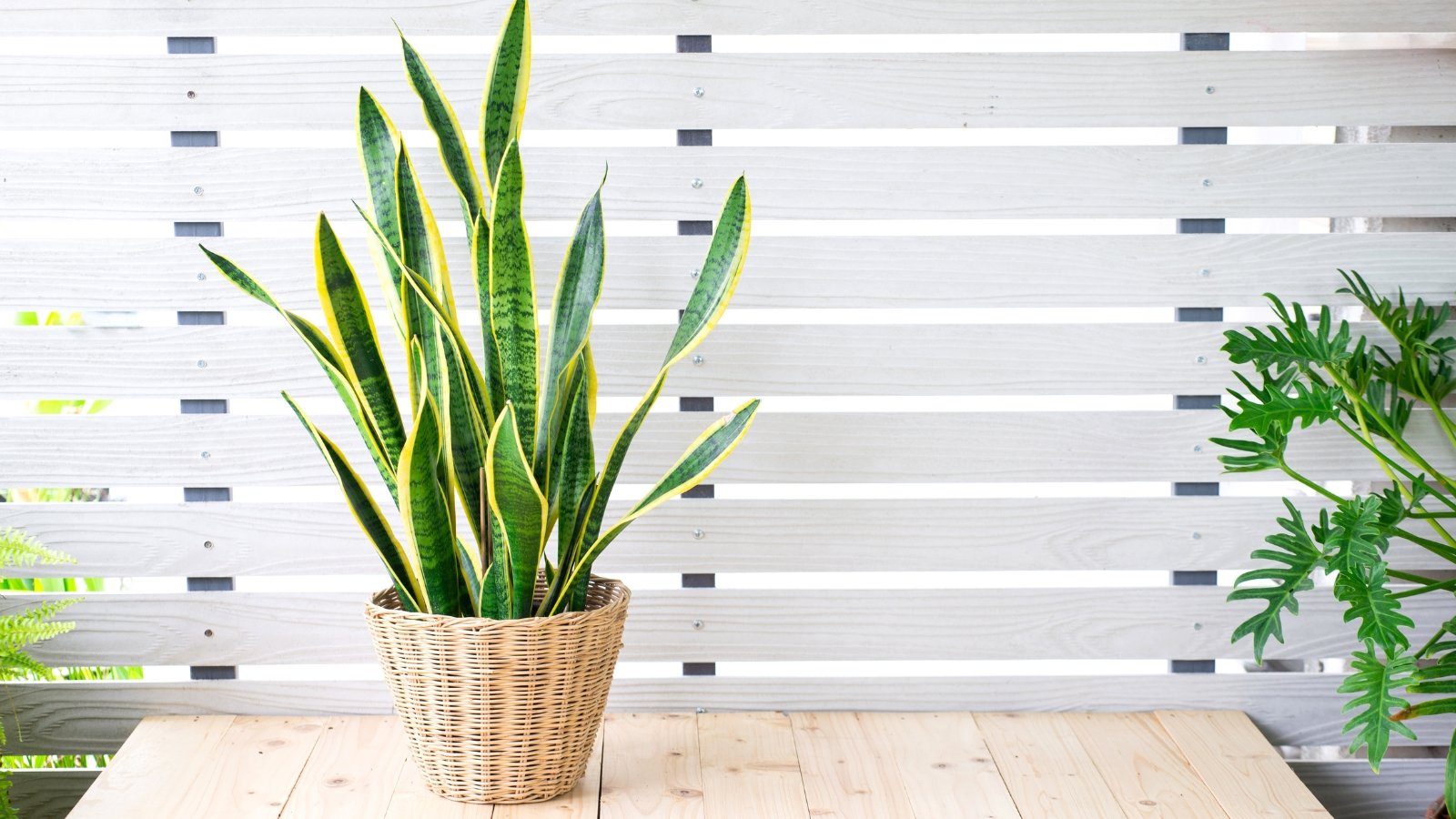 Plant with upright, sword-shaped green leaves edged in yellow, growing densely in a wicker pot on a wooden table.
