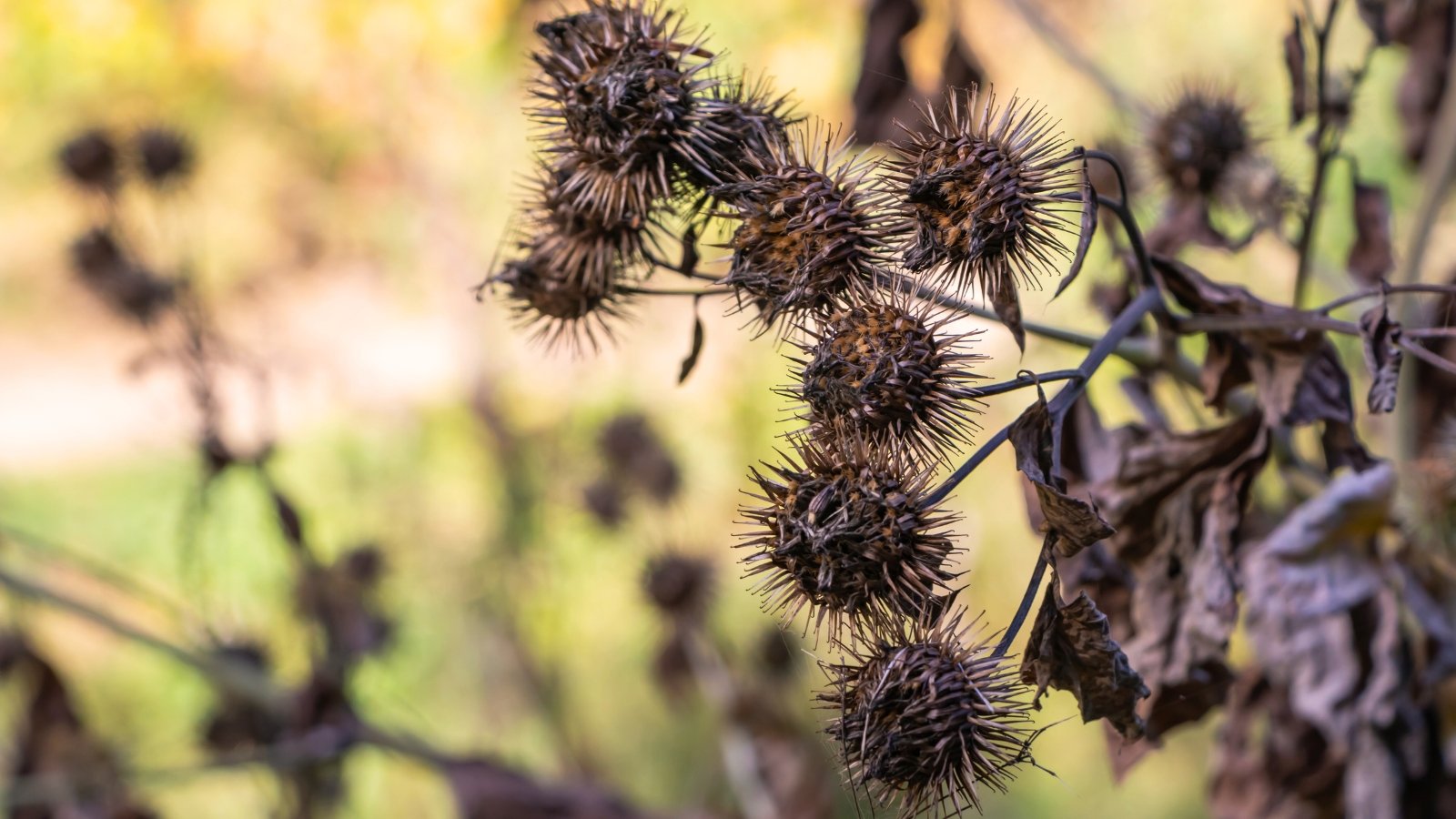 Close-up of dried, spiky seed heads and brown, withered leaves, highlighting the textures of plants in an autumn garden.