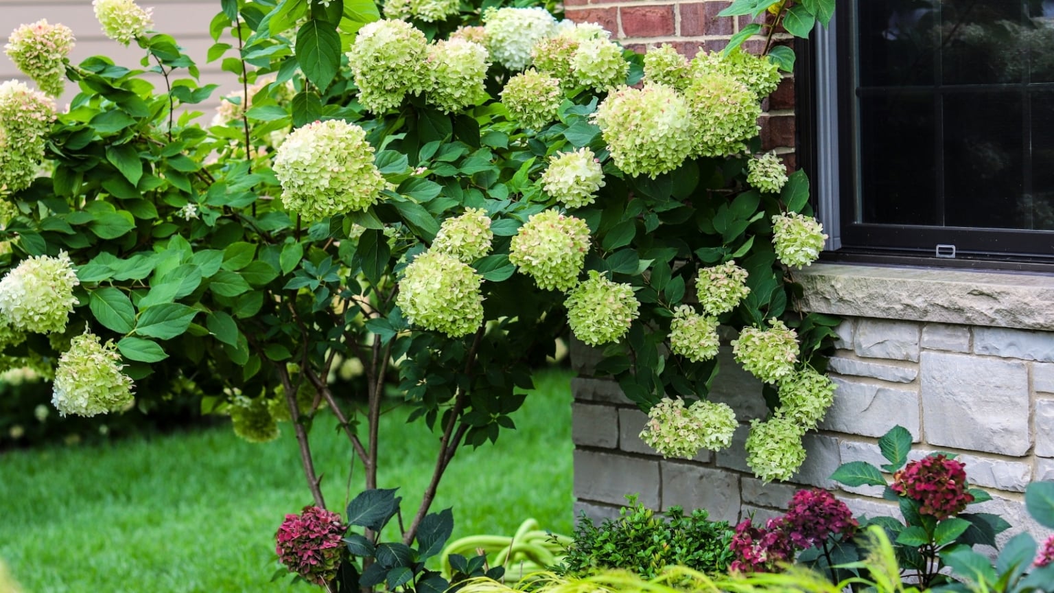 9 Dwarf Hydrangea Trees Perfect for Home Landscapes