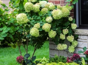 A dwarf hydrangea tree with large, conical clusters of lime-green to creamy white flowers and lush green serrated leaves blooms next to the house in the garden.