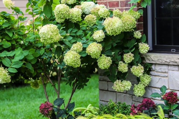 A dwarf hydrangea tree with large, conical clusters of lime-green to creamy white flowers and lush green serrated leaves blooms next to the house in the garden.