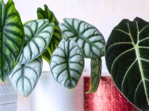 Three of the easiest alocasia varieties in white and red decorative pots display striking foliage with silvery-green textured leaves, velvety dark green leaves with pale veins, and glossy quilted green leaves with a metallic sheen.