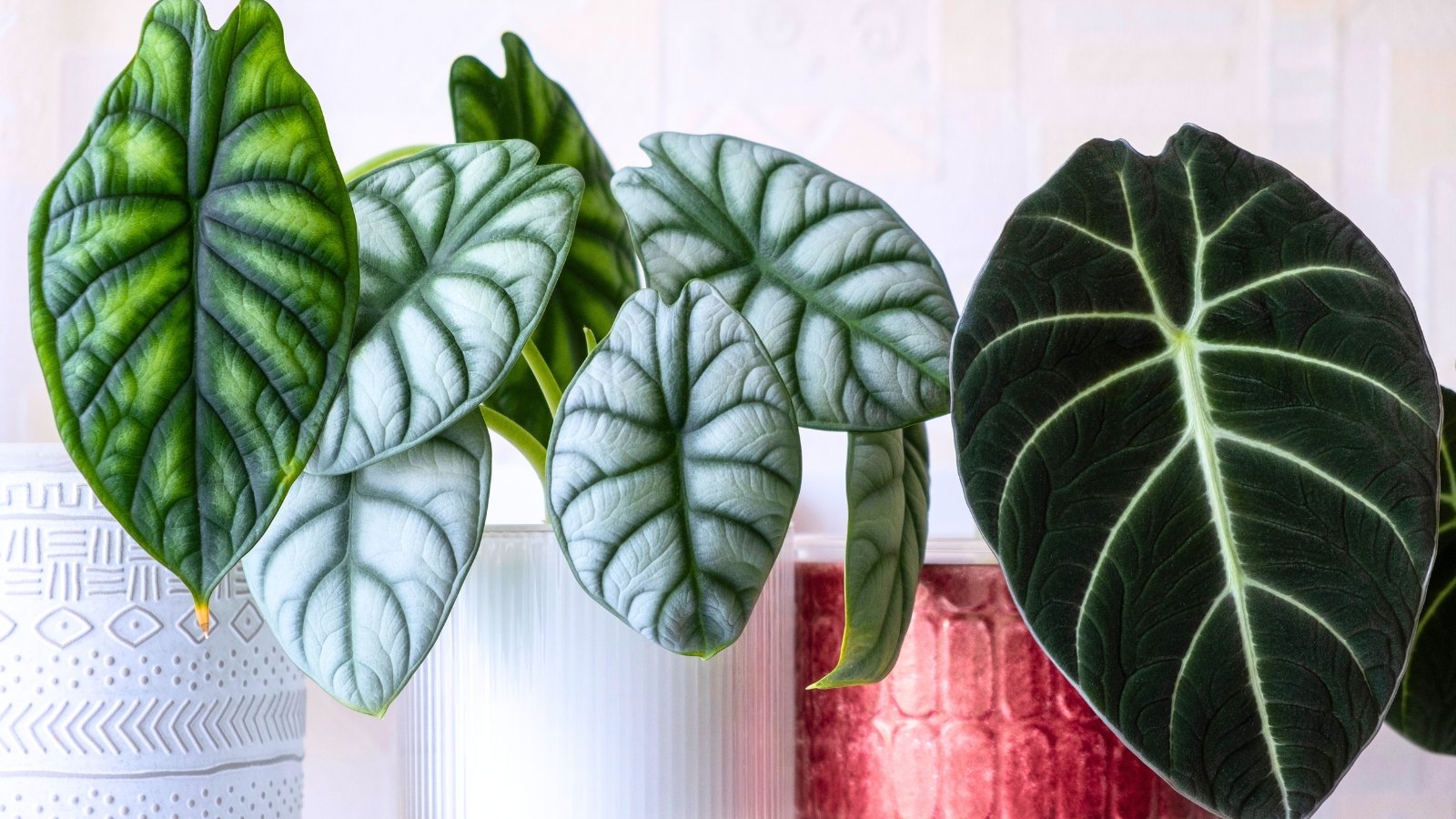 9 Easiest to Care for Alocasia Varieties
