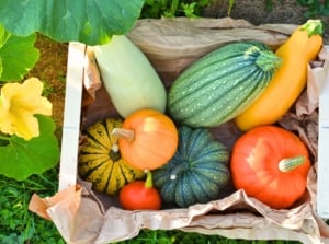 The box is filled with a variety of easy-to-grow squash varieties, including orange, yellow, and green pumpkins, along with long yellow and green summer squashes.