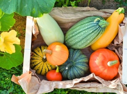 The box is filled with a variety of easy-to-grow squash varieties, including orange, yellow, and green pumpkins, along with long yellow and green summer squashes.