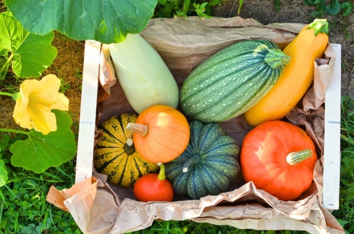 The box is filled with a variety of easy-to-grow squash varieties, including orange, yellow, and green pumpkins, along with long yellow and green summer squashes.